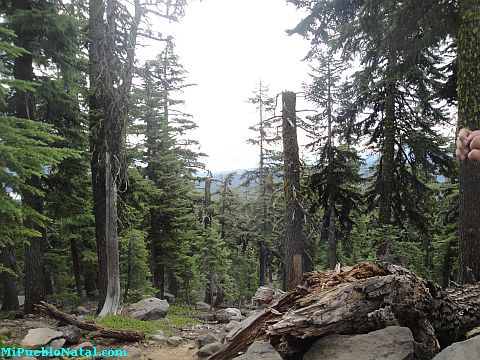 Mount Mcloughlin Vegetation