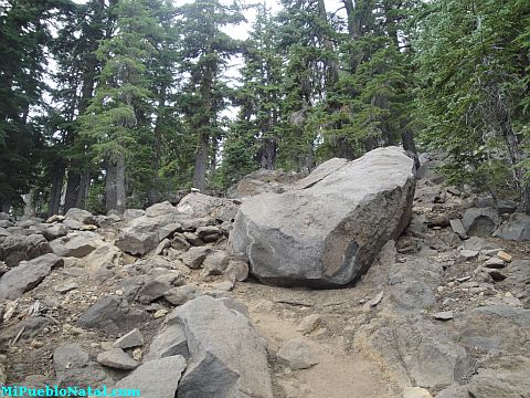 Mount Mcloughlin Vegetation