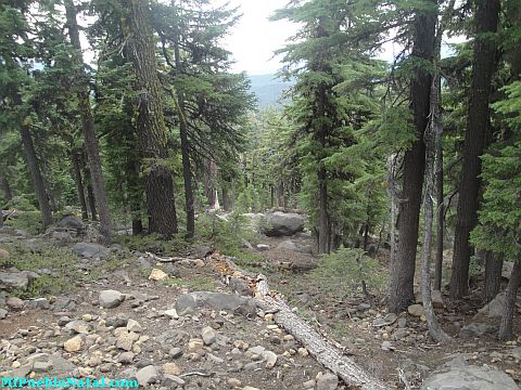 Mount Mcloughlin Vegetation