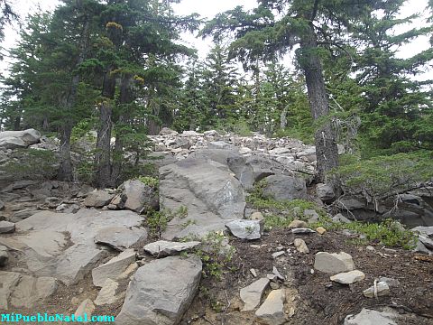 Mount Mcloughlin Vegetation