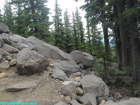 Mount Mcloughlin Vegetation