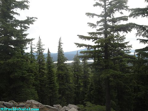 Mount Mcloughlin Vegetation