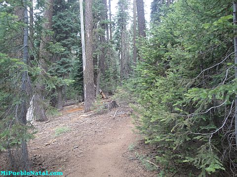 Mount Mcloughlin Vegetation