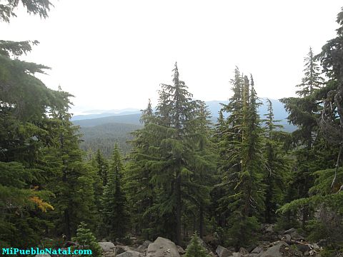 Mount Mcloughlin Vegetation