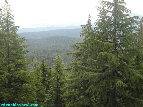 Mount Mcloughlin Vegetation