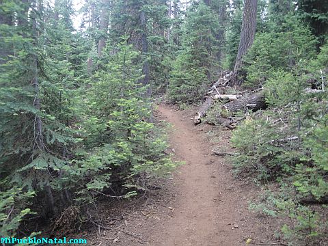 Mount Mcloughlin Vegetation