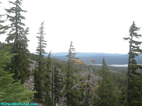 Mount Mcloughlin Vegetation