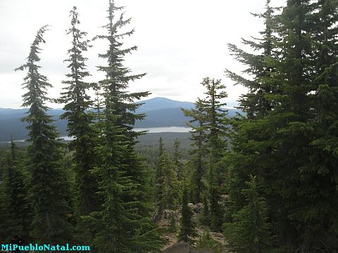 Mount Mcloughlin Vegetation