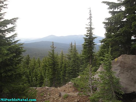 Mount Mcloughlin Vegetation