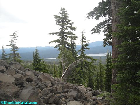 Mount Mcloughlin Vegetation