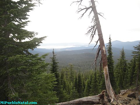 Mount Mcloughlin Vegetation