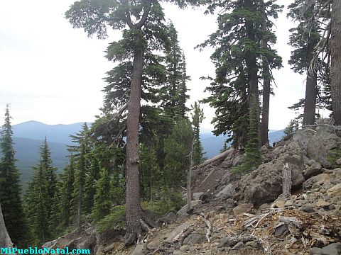 Mount Mcloughlin Vegetation