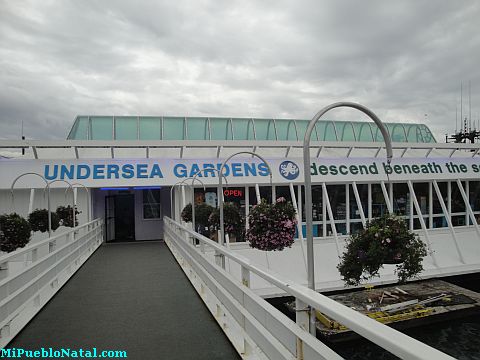 Newport Undersea Gardens