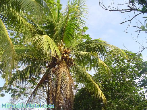 arbol de coco