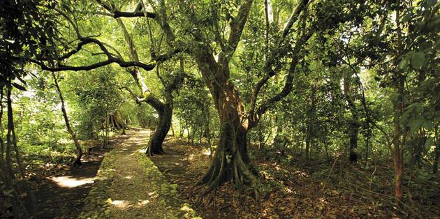 Parque Arqueologico Los Naranjos