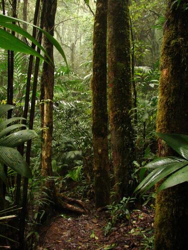 Parque Nacional La Tigra