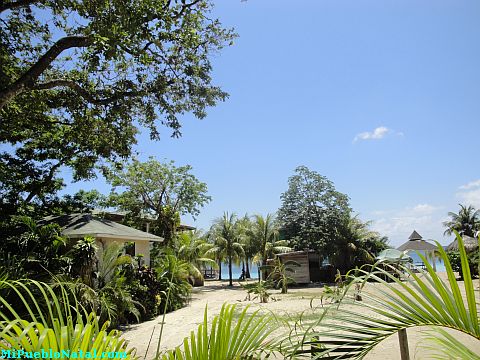 roatan dolphin encounter