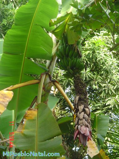 Planta de bananas