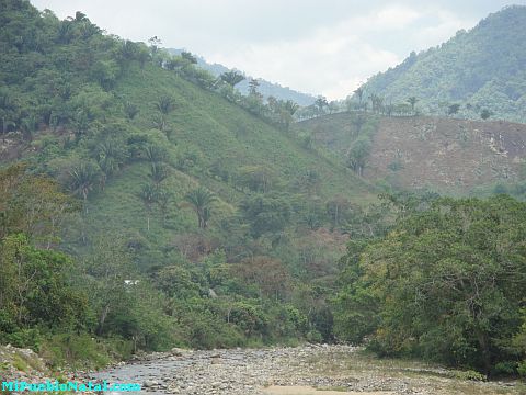 Taujica Honduras