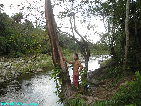 Taujica Honduras