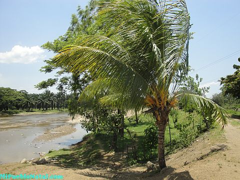 Tocoa rio