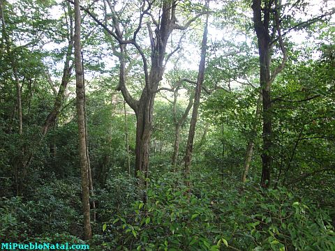 canopy tours in roatan