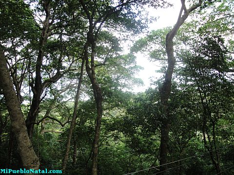 roatan canopy tour