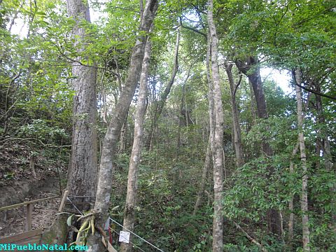 roatan canopy tour