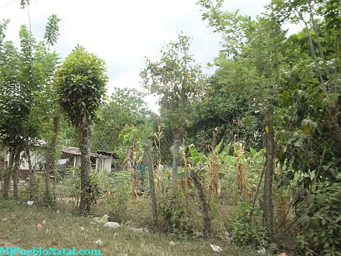 Taujica Honduras