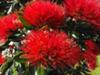 Pohutukawa blossom