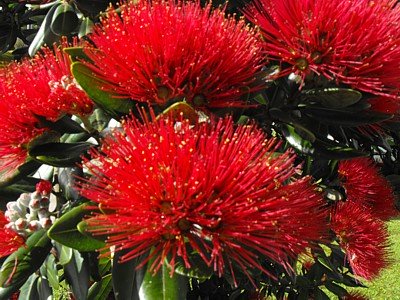 Pohutukawa blossom