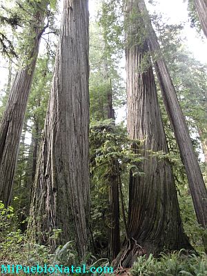 Giant Redwood Trees