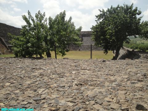 Arboles en la Plaza de las Piramide