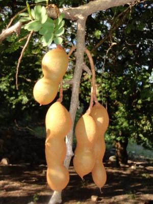 TAMARINDOS, PRODUCTO DE LIURE