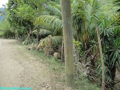 Taujica Honduras